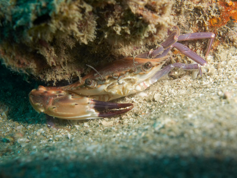Crab